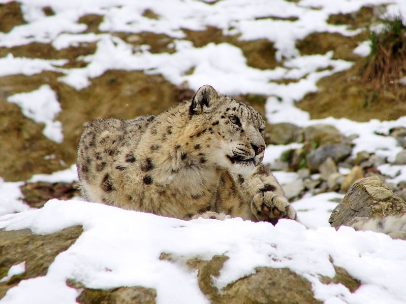 Snow Leopard - Snow Leopard, Longpost, Cat family, Wild animals, The photo