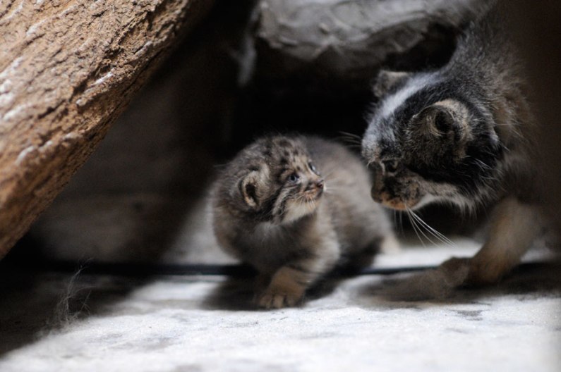 Manul cubs - Pallas' cat, Young, cat, Longpost, The photo