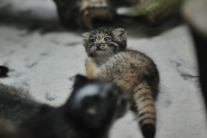 Manul cubs - Pallas' cat, Young, cat, Longpost, The photo