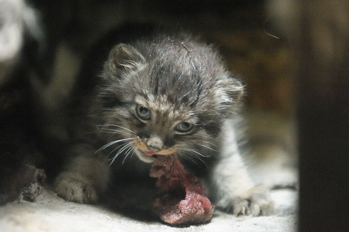 Manul cubs - Pallas' cat, Young, cat, Longpost, The photo