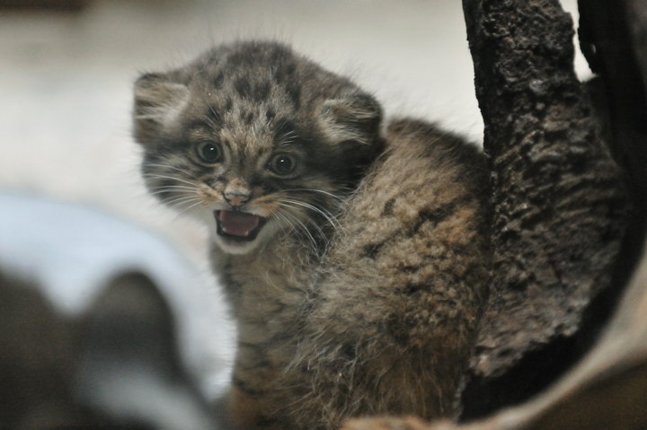 Manul cubs - Pallas' cat, Young, cat, Longpost, The photo