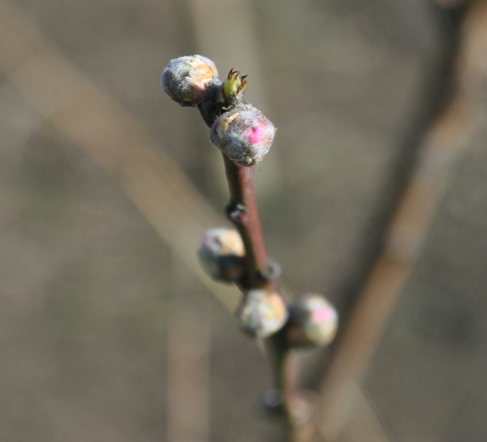 My spring - My, My, Flowers, Plants, Spring, Garden, The photo, Longpost