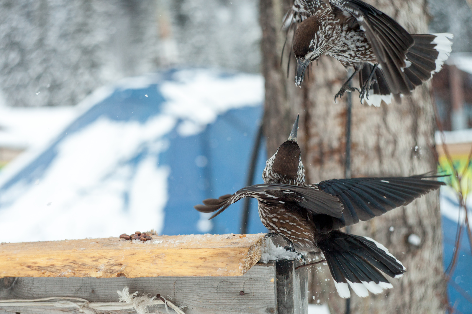 Kedrovka. - My, Sheregesh, Birds, Longpost