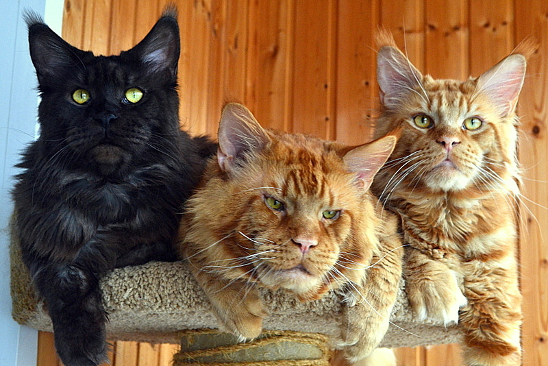 Коты Породы Мейн Кун Фото