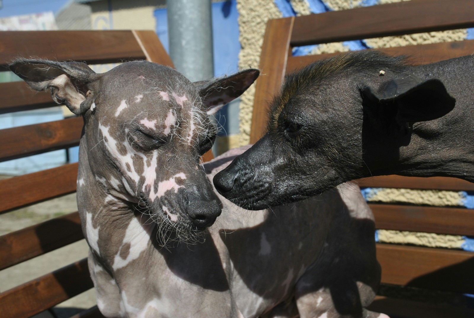 Xoloitzcuintli - My, My, Dog, Xoloitzcuintli, , Breed, Longpost