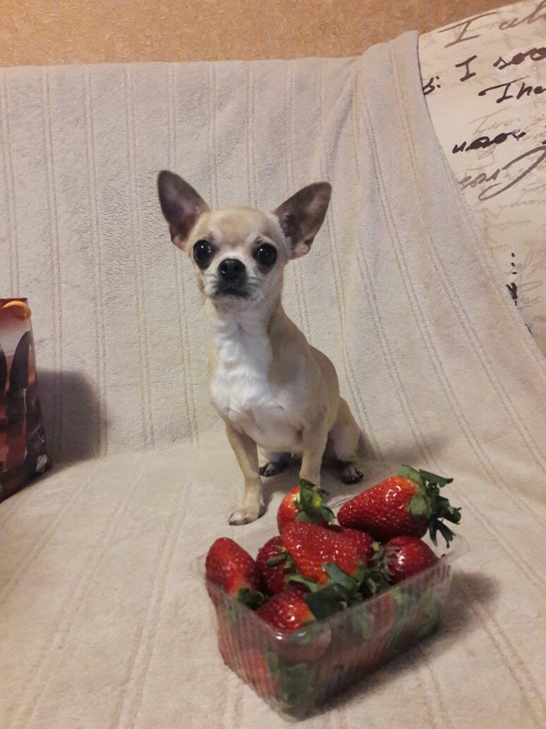 Rating and dog - My, Dog, Chihuahua, Strawberry, Peace