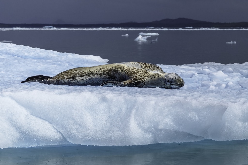 Leopard seal - Leopard seal, Ocean, , Nature, The photo, Video, Longpost, Predator