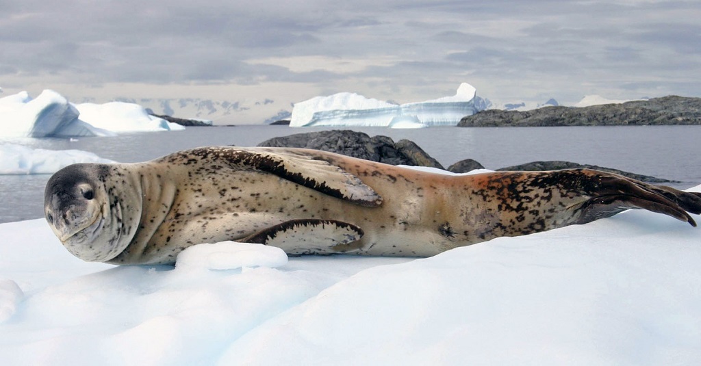 Leopard seal - Leopard seal, Ocean, , Nature, The photo, Video, Longpost, Predator