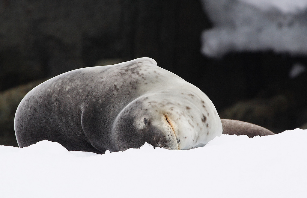 Leopard seal - Leopard seal, Ocean, , Nature, The photo, Video, Longpost, Predator