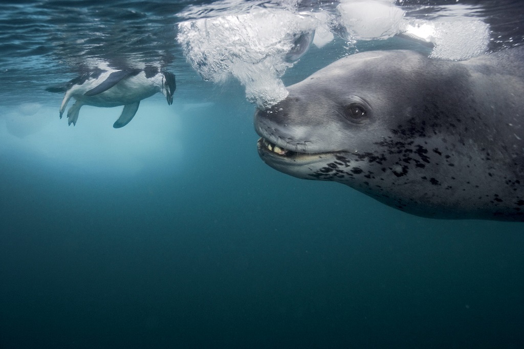 Leopard seal - Leopard seal, Ocean, , Nature, The photo, Video, Longpost, Predator