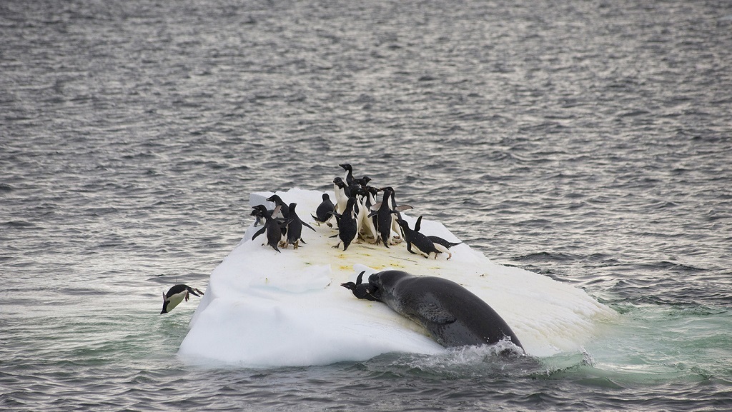 Leopard seal - Leopard seal, Ocean, , Nature, The photo, Video, Longpost, Predator