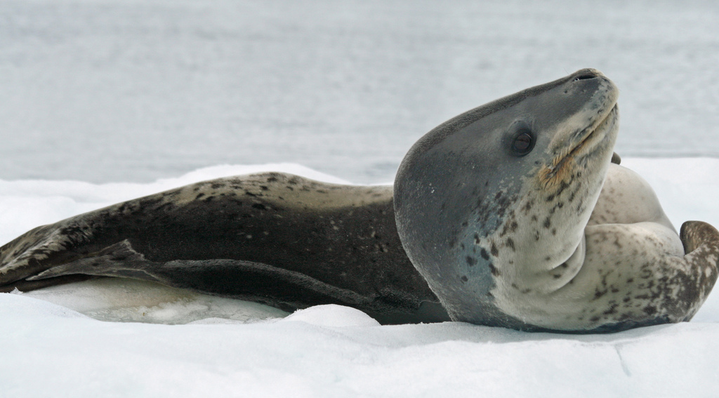 Leopard seal - Leopard seal, Ocean, , Nature, The photo, Video, Longpost, Predator