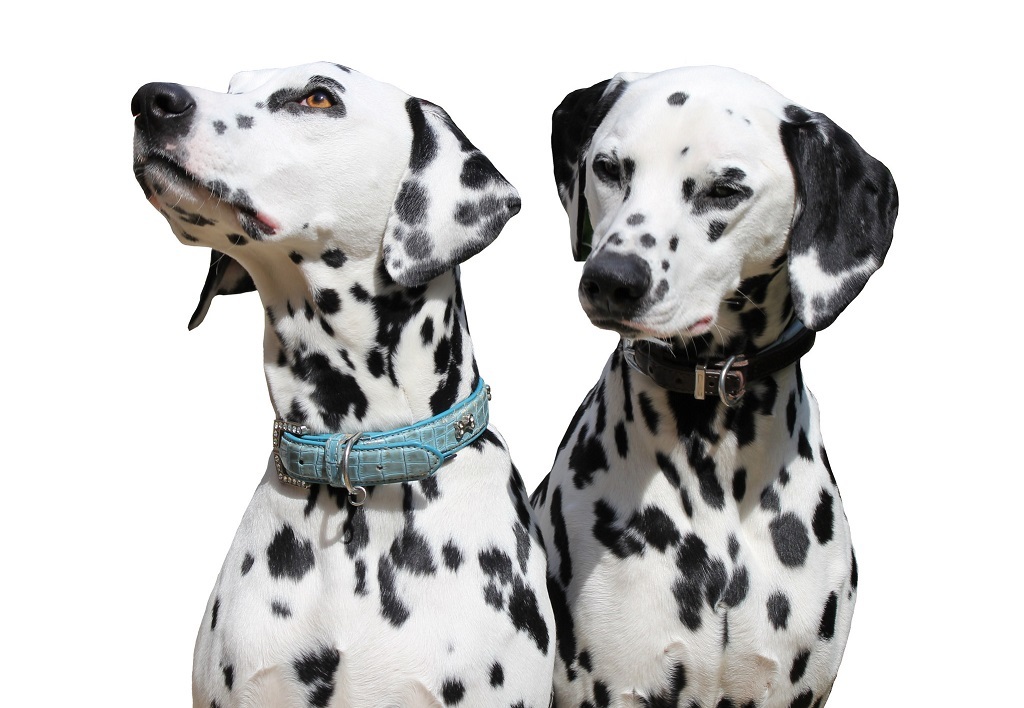 Dalmatians - Dalmatian, Dog, Longpost