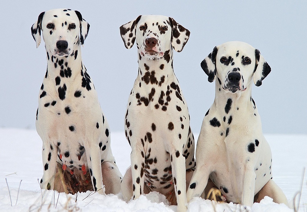 Dalmatians - Dalmatian, Dog, Longpost