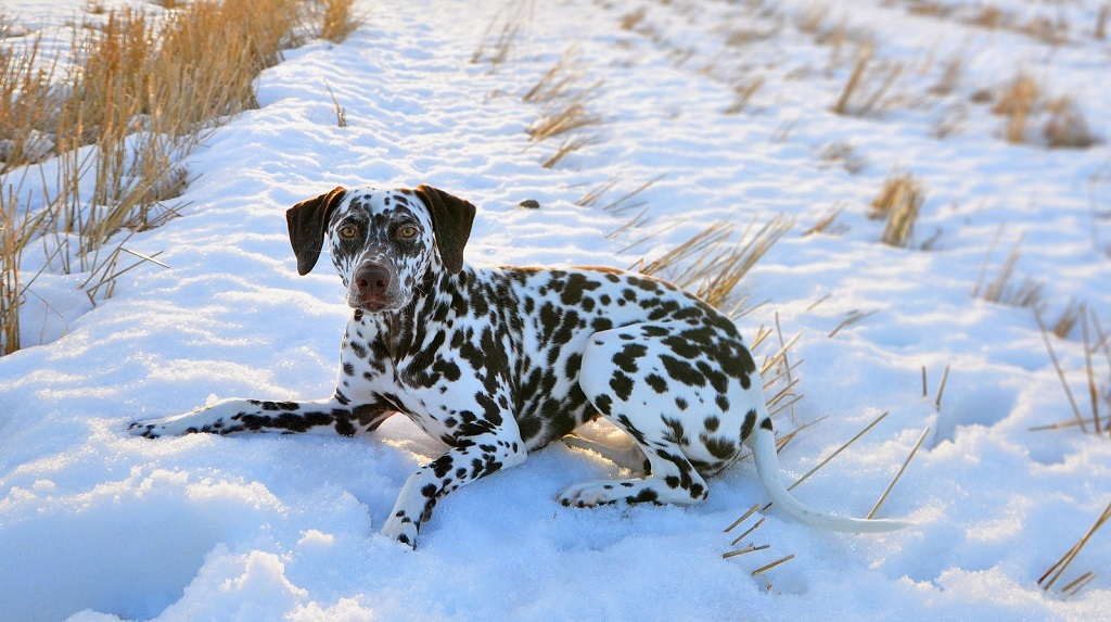 Dalmatians - Dalmatian, Dog, Longpost