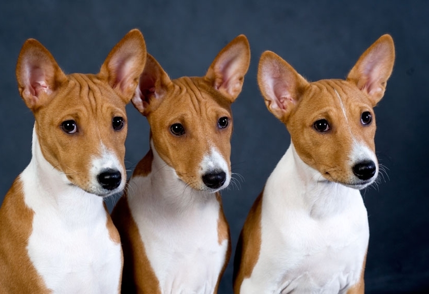 Basenji - African barking dog - Dog, Africa, Animals, Puppies, Longpost, The photo