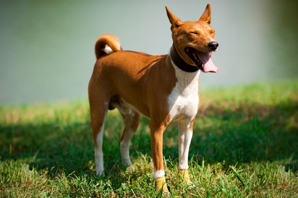 Basenji - African barking dog - Dog, Africa, Animals, Puppies, Longpost, The photo