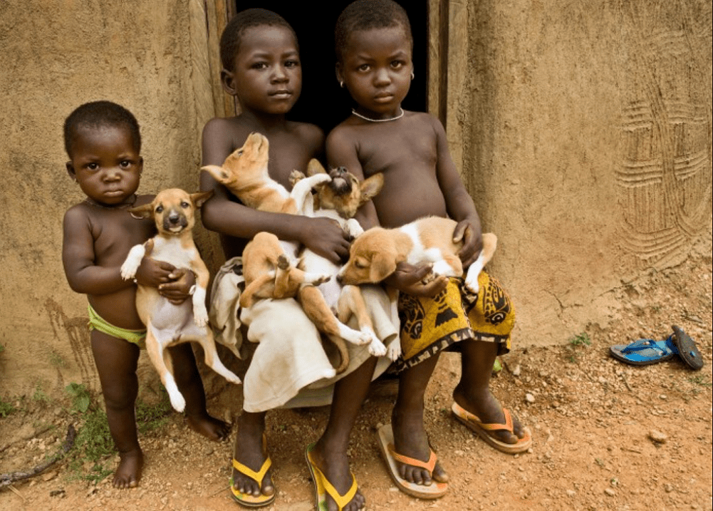 Basenji - African barking dog - Dog, Africa, Animals, Puppies, Longpost, The photo