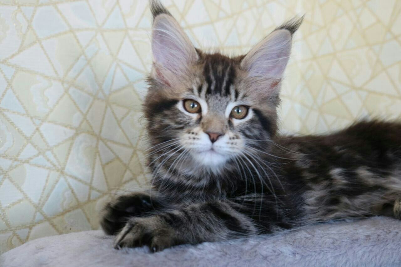 Help me choose a name for a kitten - My, Maine Coon, cat, Pet, Names, Nickname, Longpost, Pets