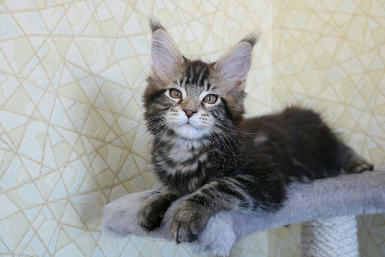 Help me choose a name for a kitten - My, Maine Coon, cat, Pet, Names, Nickname, Longpost, Pets