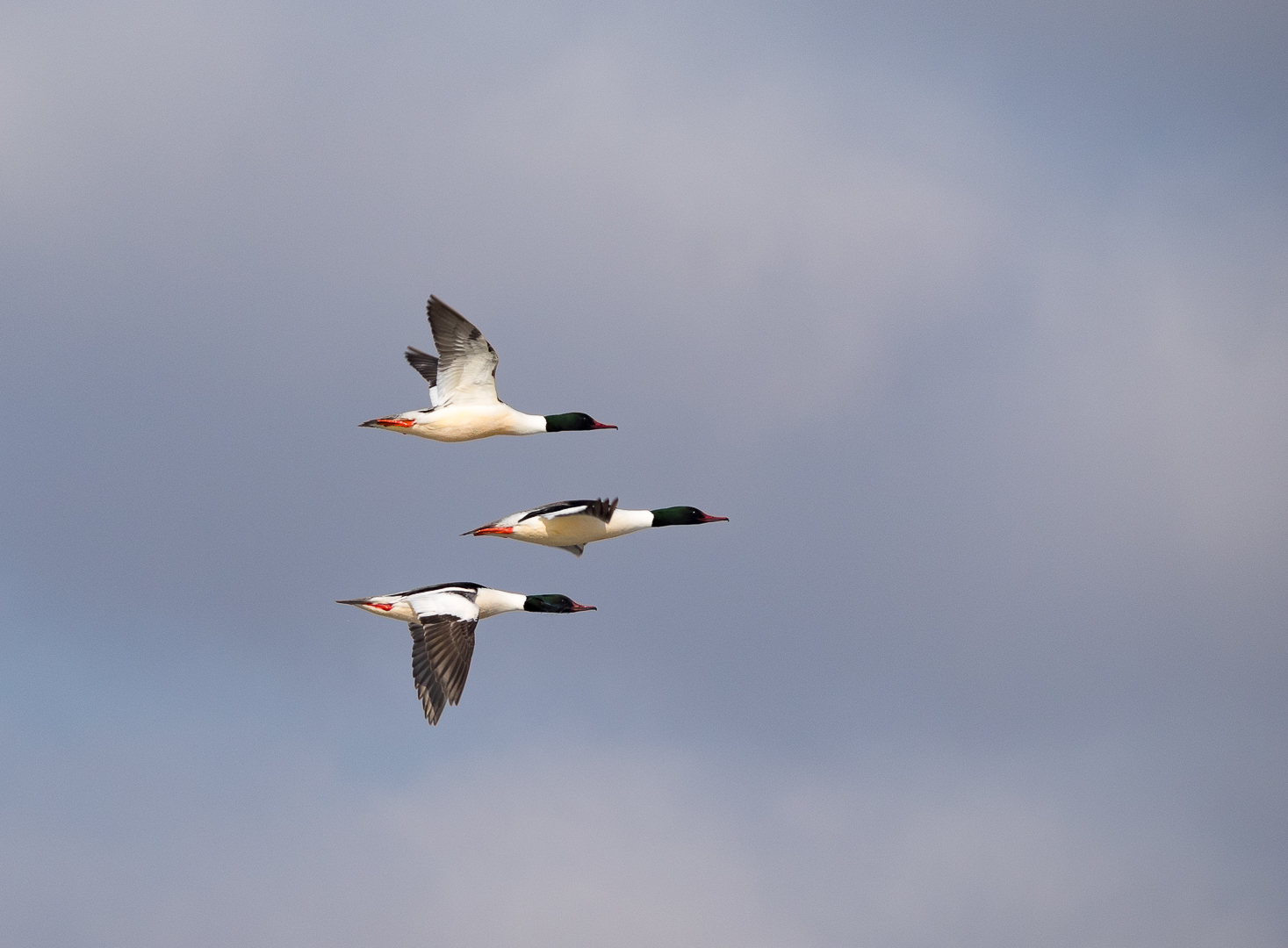 flying birds - My, Birds, Photo hunting, , Longpost, The photo