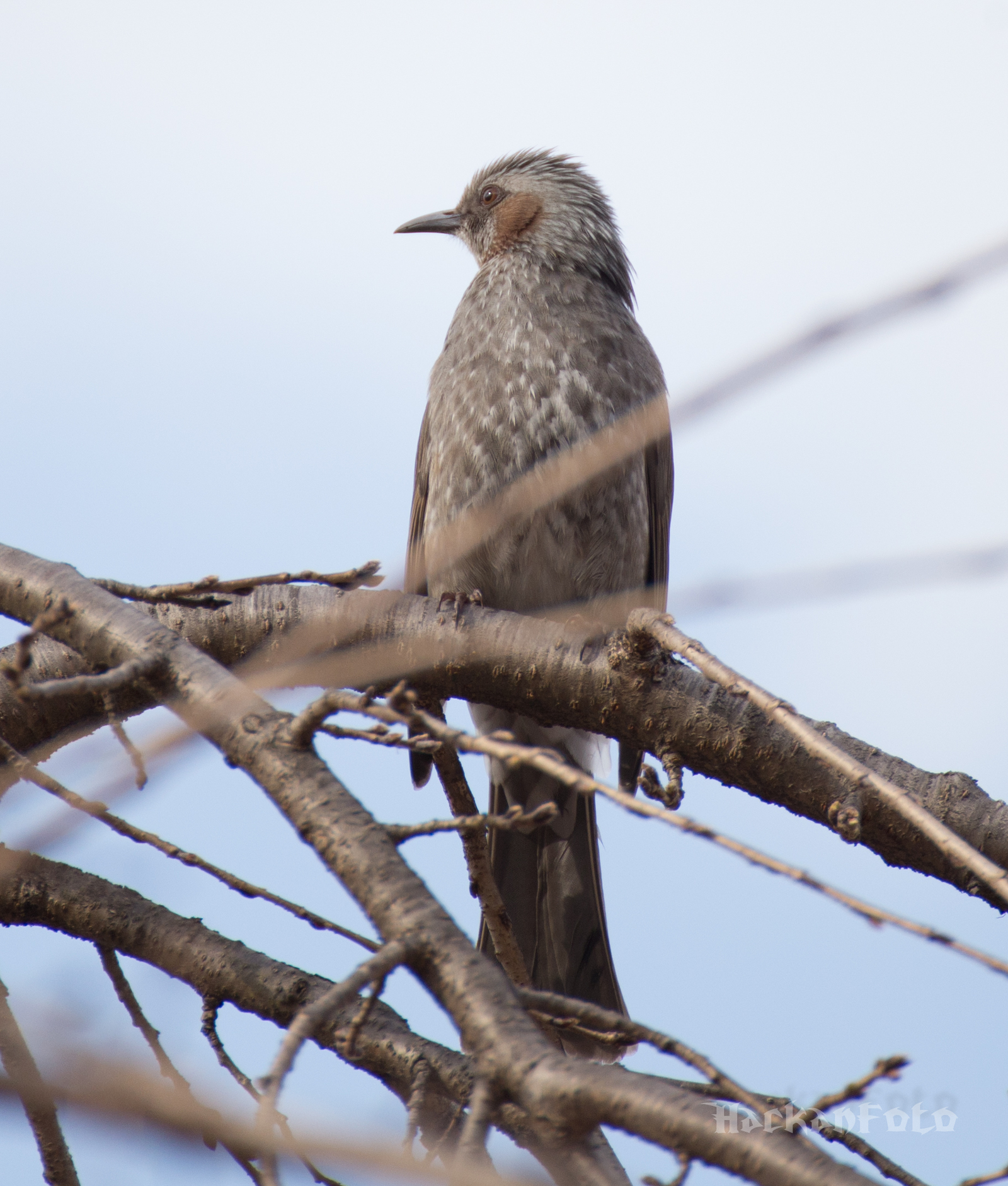 Tell me, what kind of bird? - My, Birds, Unknown, Seoul, Definition, Longpost