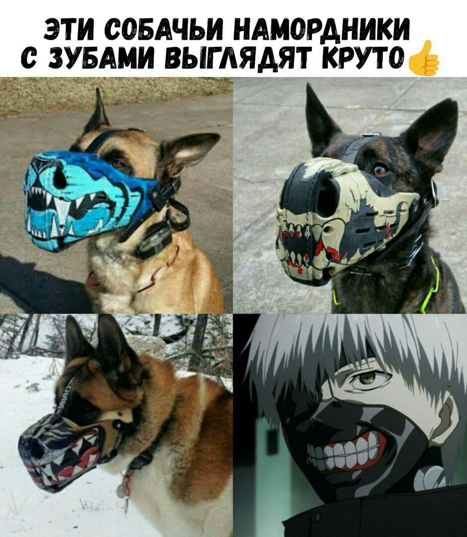 Cool muzzles. - Interesting, Humor, Anime