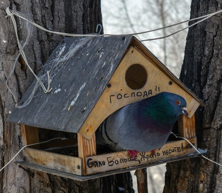 Insolent birds - , Trough, Pigeon, Birds, The photo