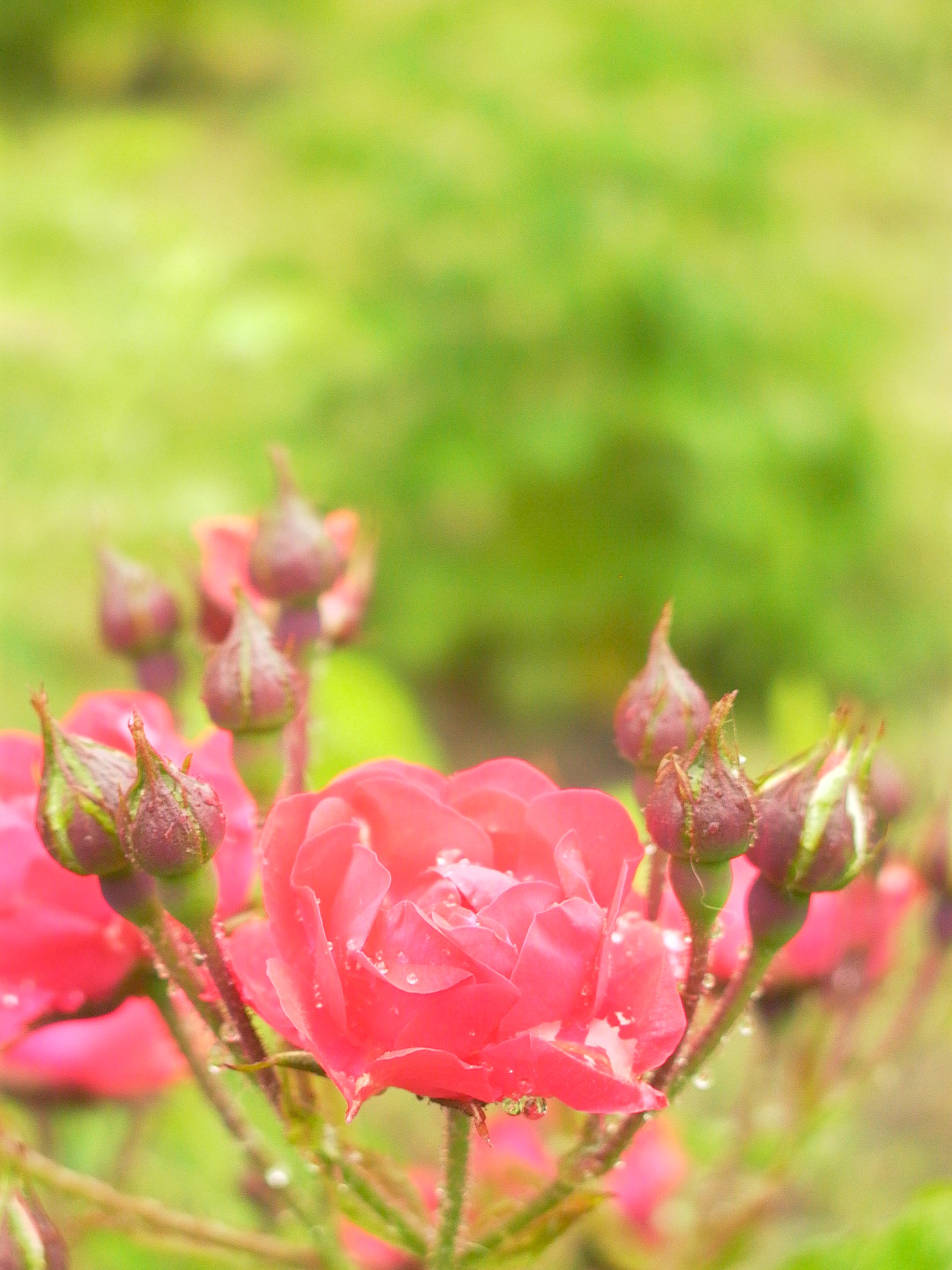 A small selection of colorful photos - My, the Rose, Cabbage butterfly, , , , Longpost