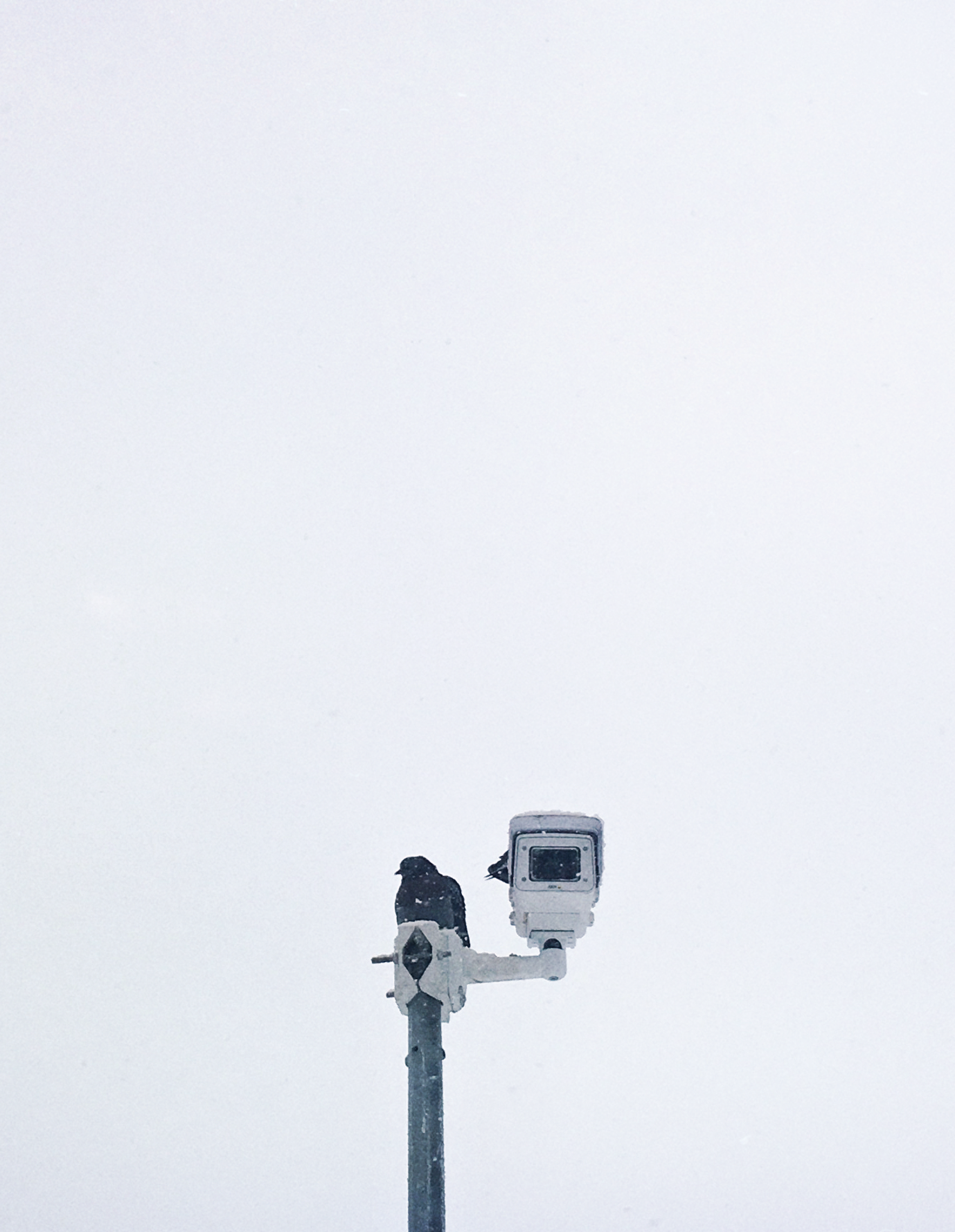 You are being watched - My, The photo, Pigeon, Minimalism, Big Brother, Photo on sneaker