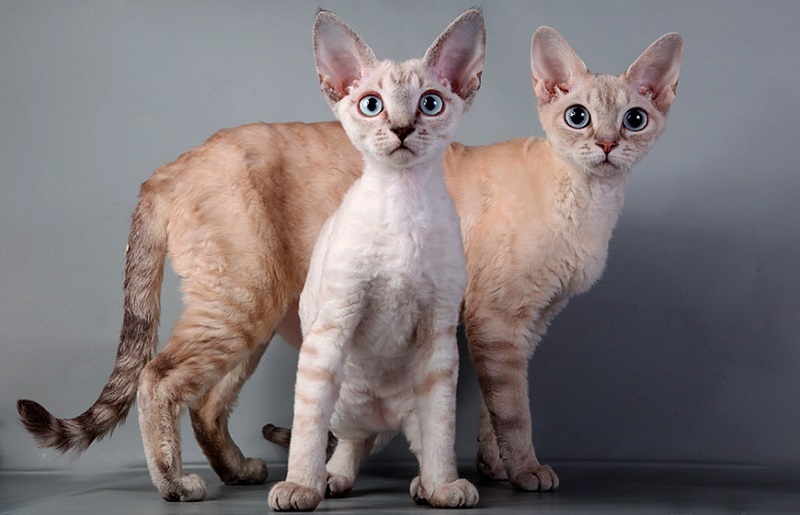 Devon Rex - cat, Breed, Devon Rex, Longpost