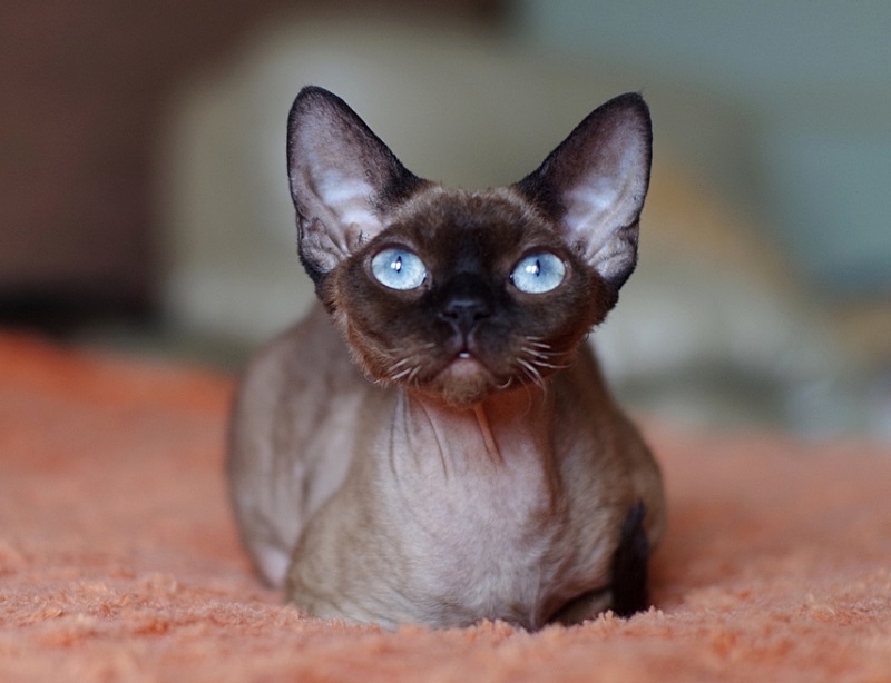 Devon Rex - cat, Breed, Devon Rex, Longpost