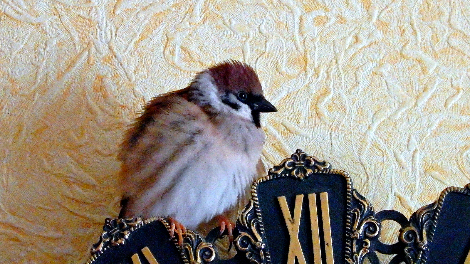 Timekeeper Tosha. - My, Birds, Sparrow, , Sparrow Tosha, 