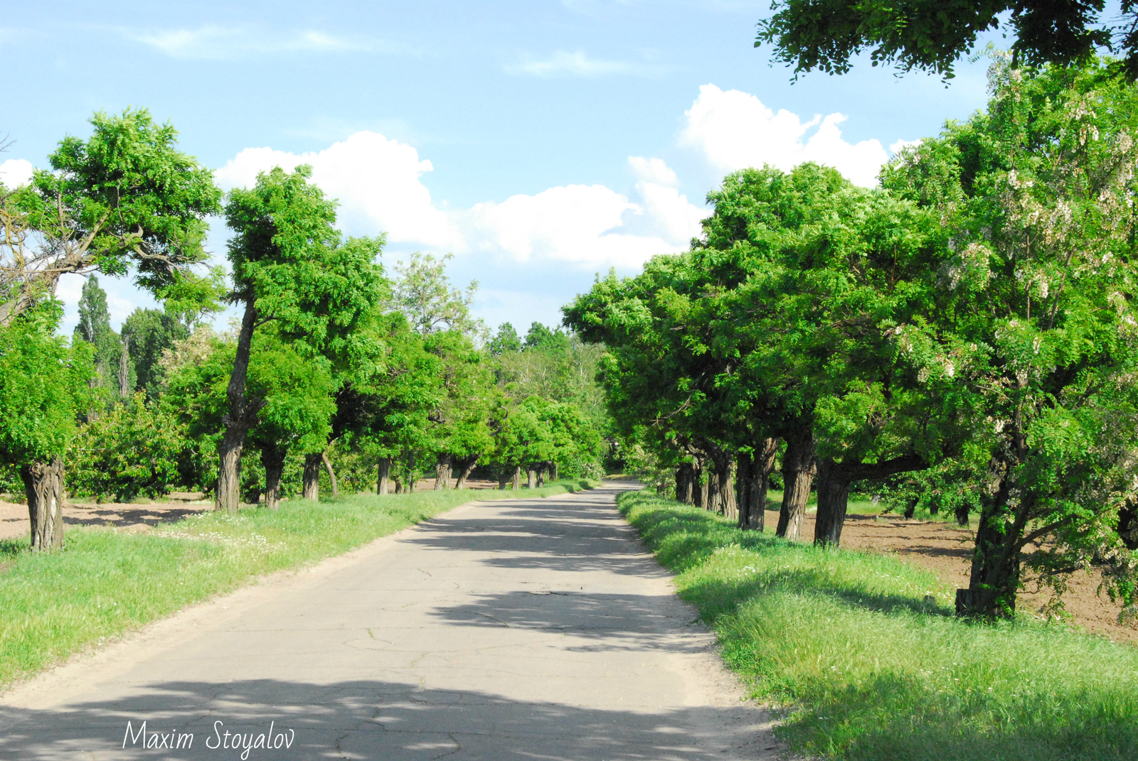 Philibert Gardens - My, Gardens, Nature