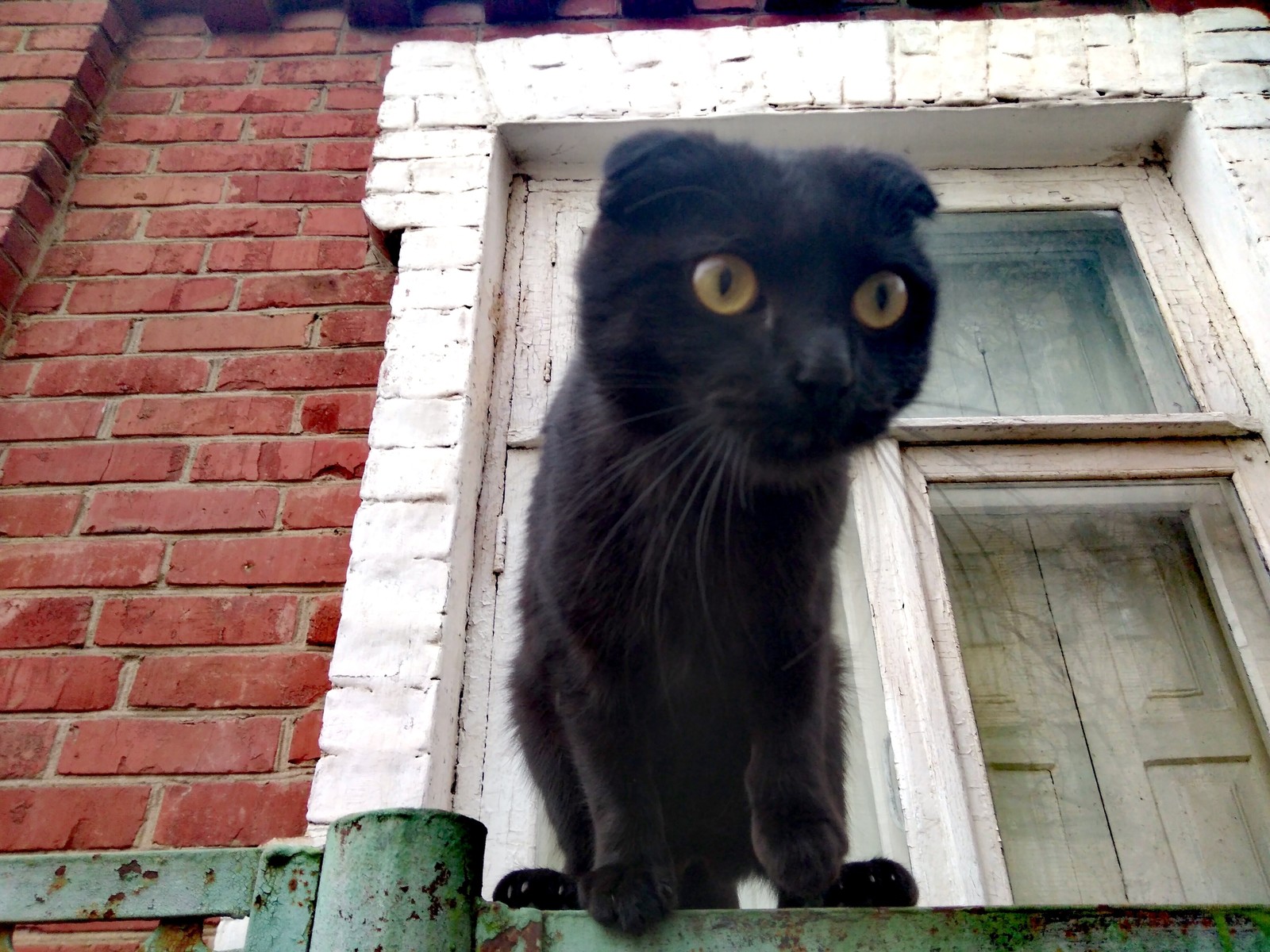 Again I met my furry friend from the street. - My, Krasnodar, The photo, cat, , Friend, Fluffy