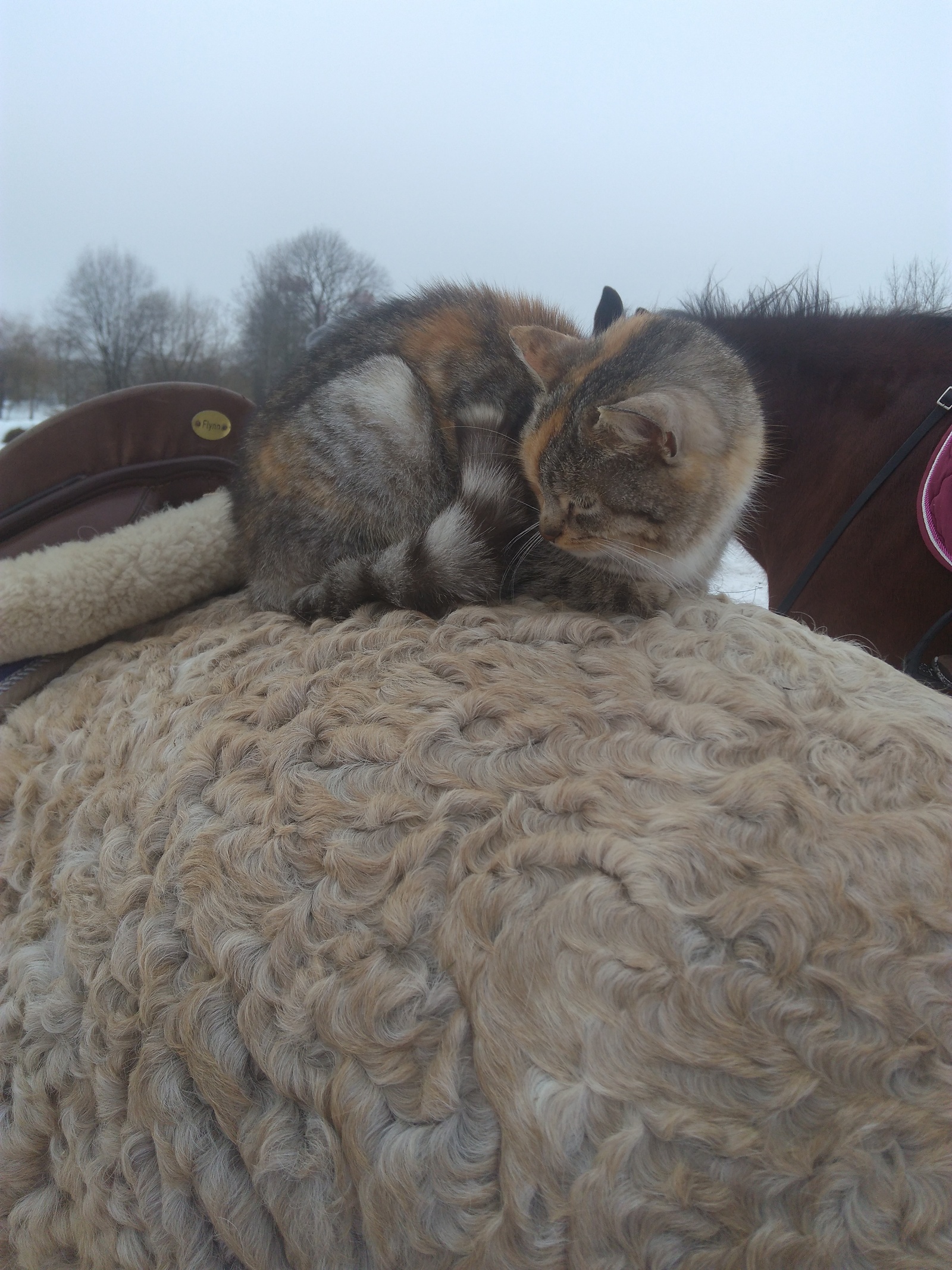 curly horse - My, Animals, Horses, Milota, Unusual, Pet, Longpost, Republic of Belarus, Transbaikal Curly Horse, Pets