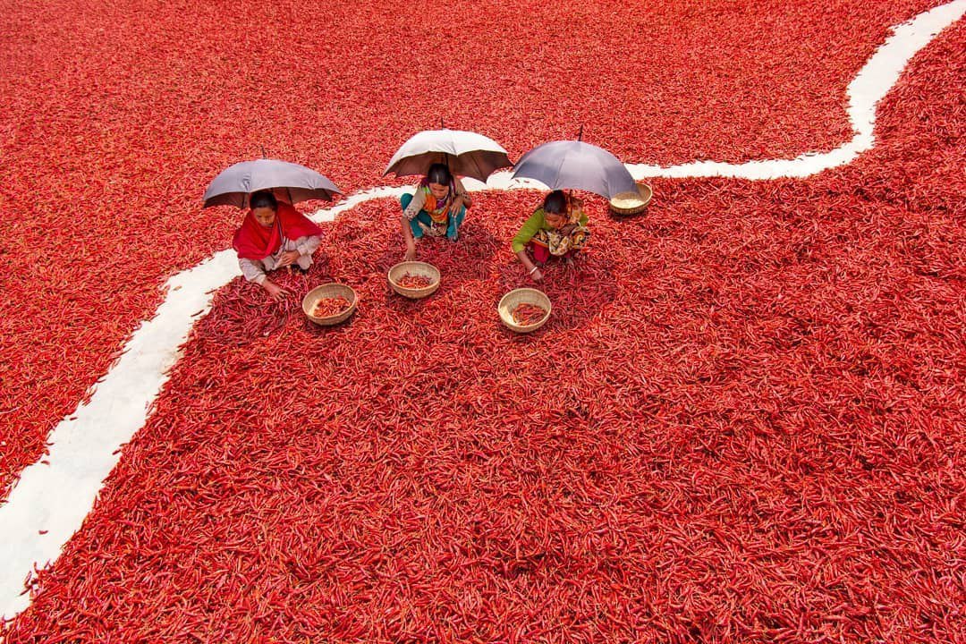 Do you need a pepper? - Pepper, India, Hindus, Plantation