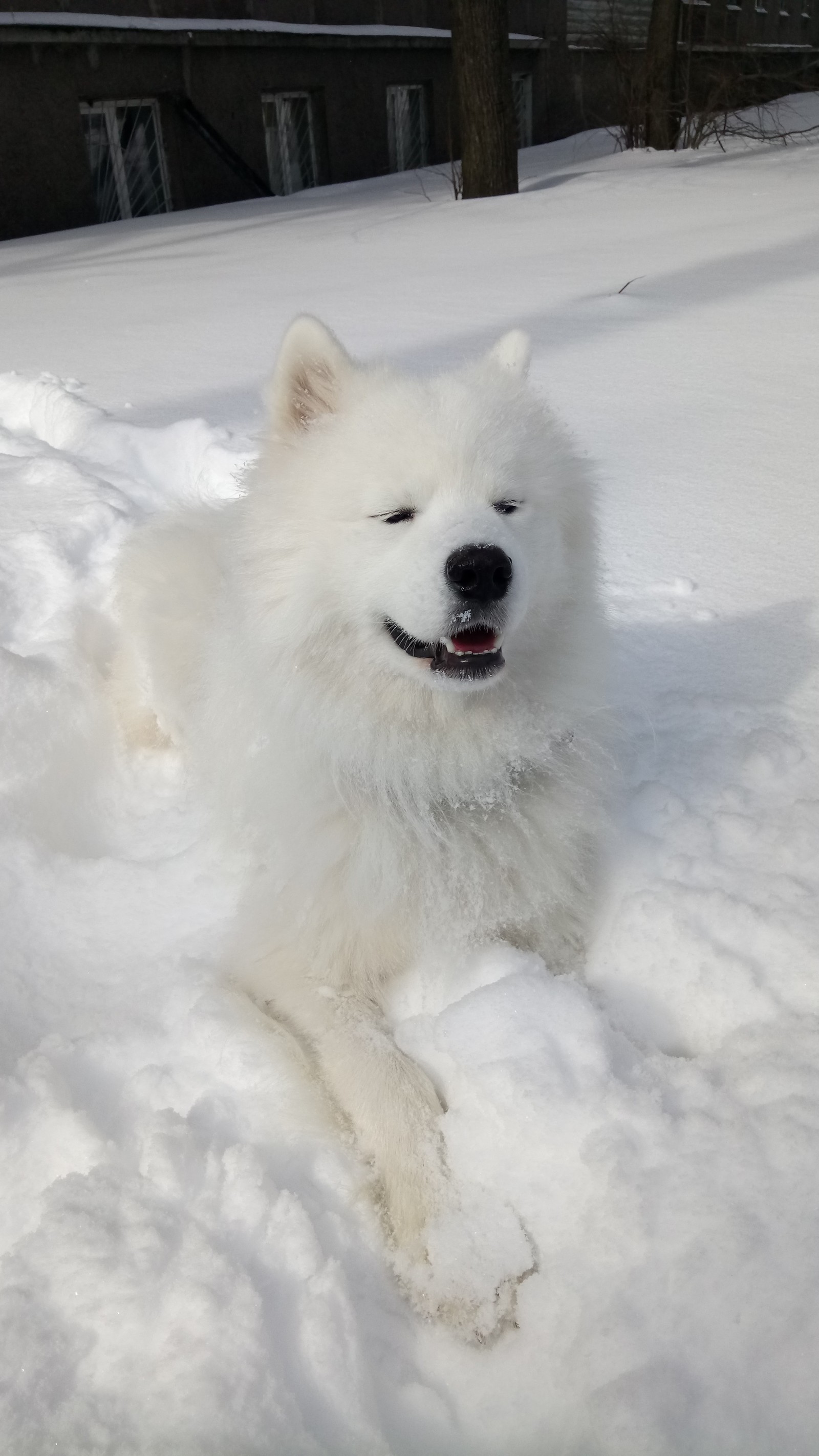 And we have winter again. - My, Samoyed, Dog, Winter, The photo, Longpost