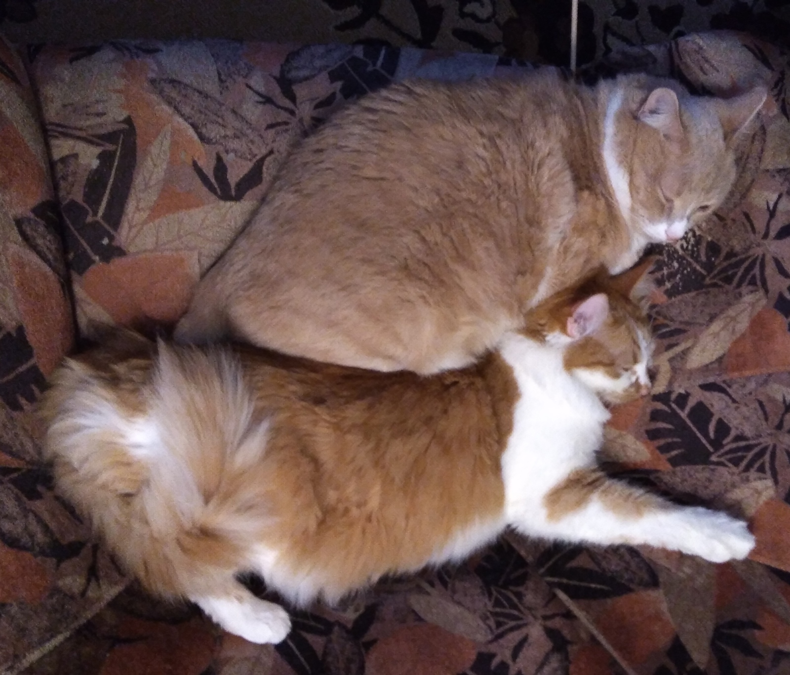 Double portion of tenderness - My, , Milota, cat, Longpost