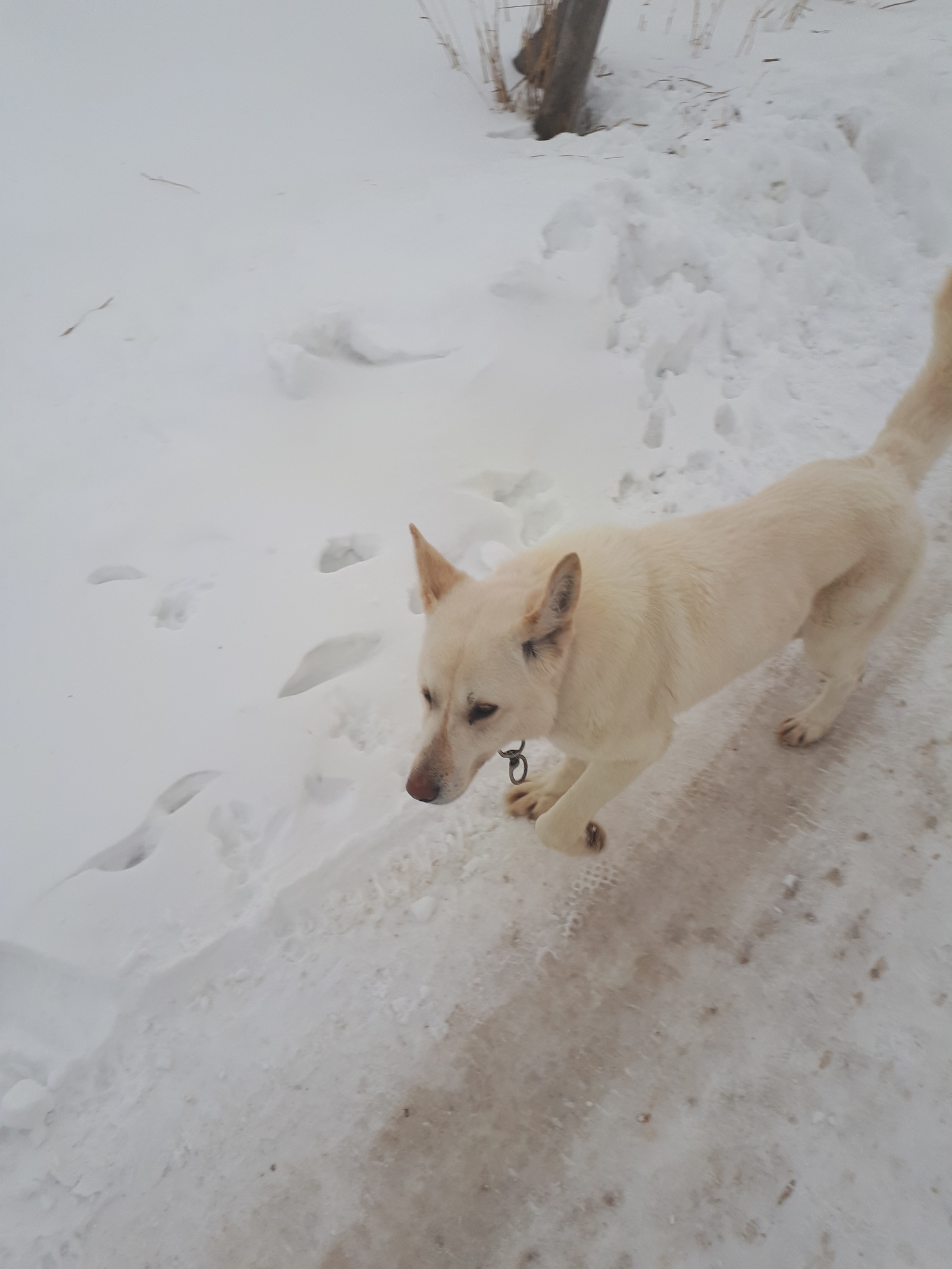 A dog on the way of children to kindergarten and school. - My, My, The photo, Longpost, Dog