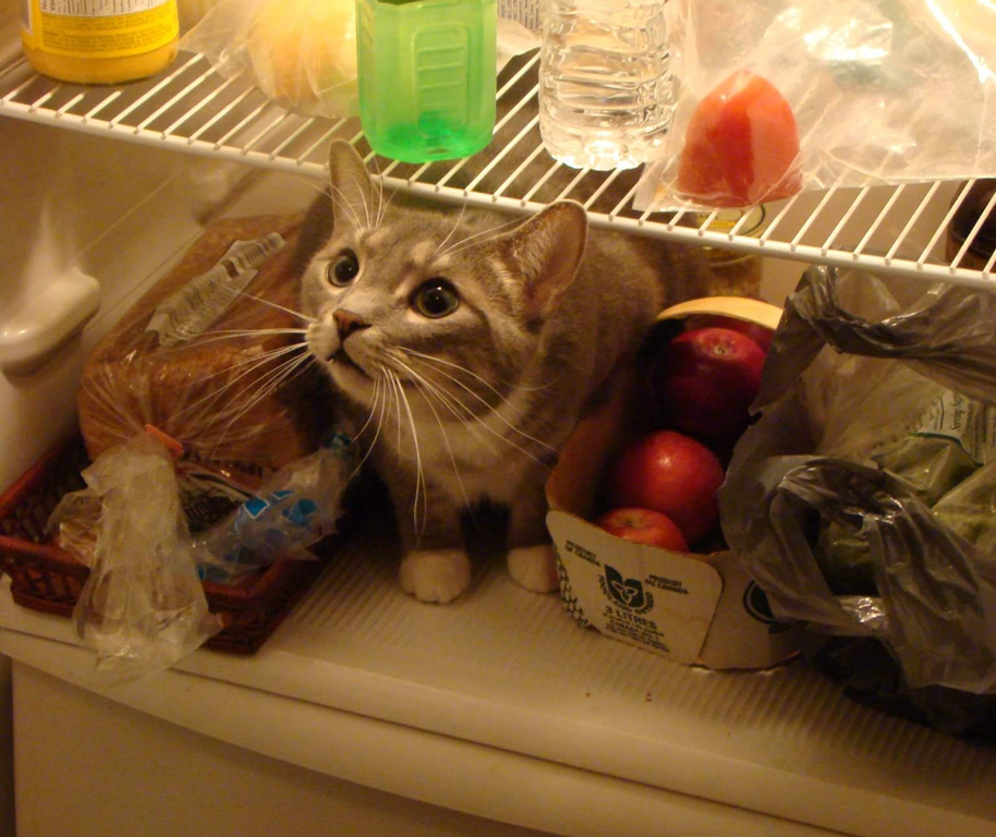 My friend loves to be in the refrigerator. - cat, Catomafia, Animals, Pets, Reddit, The photo