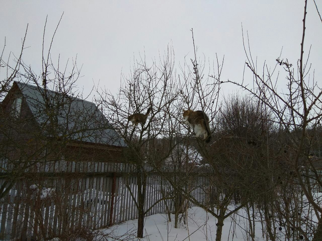 Spring. The cats have arrived. - My, cat, Spring, Dacha, Pets