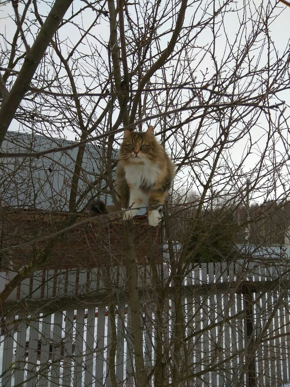 Spring. The cats have arrived. - My, cat, Spring, Dacha, Pets