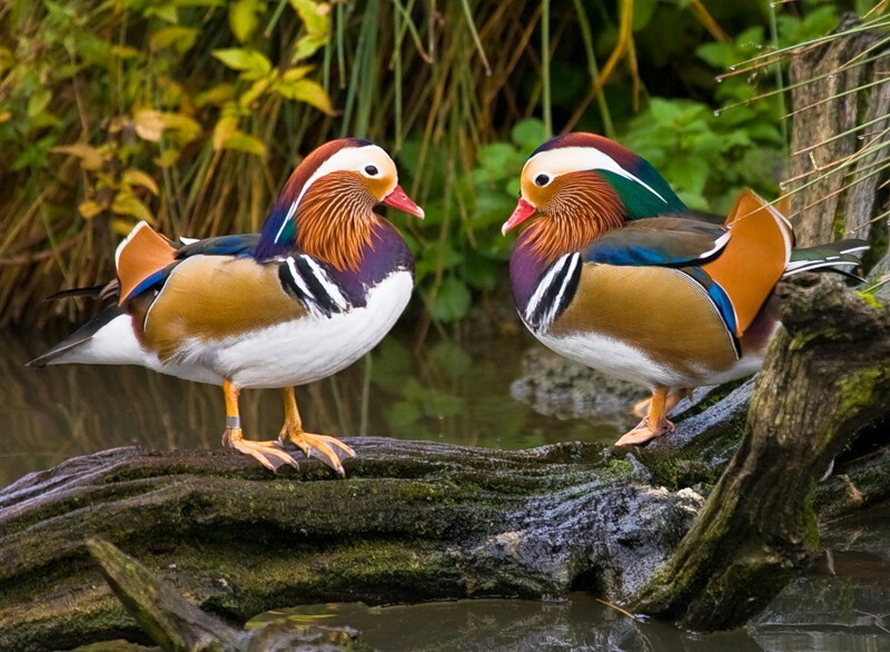 Beautiful duck - Mandarin duck - Duck, Birds, The photo, Tangerines, 