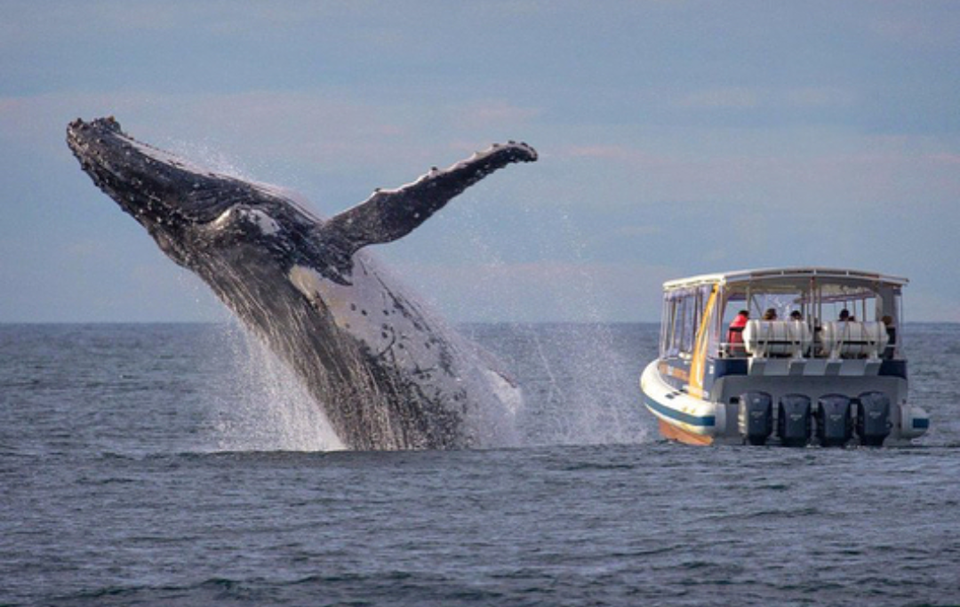 Flying Whale - Whale, Flight, The photo, Animals, Water