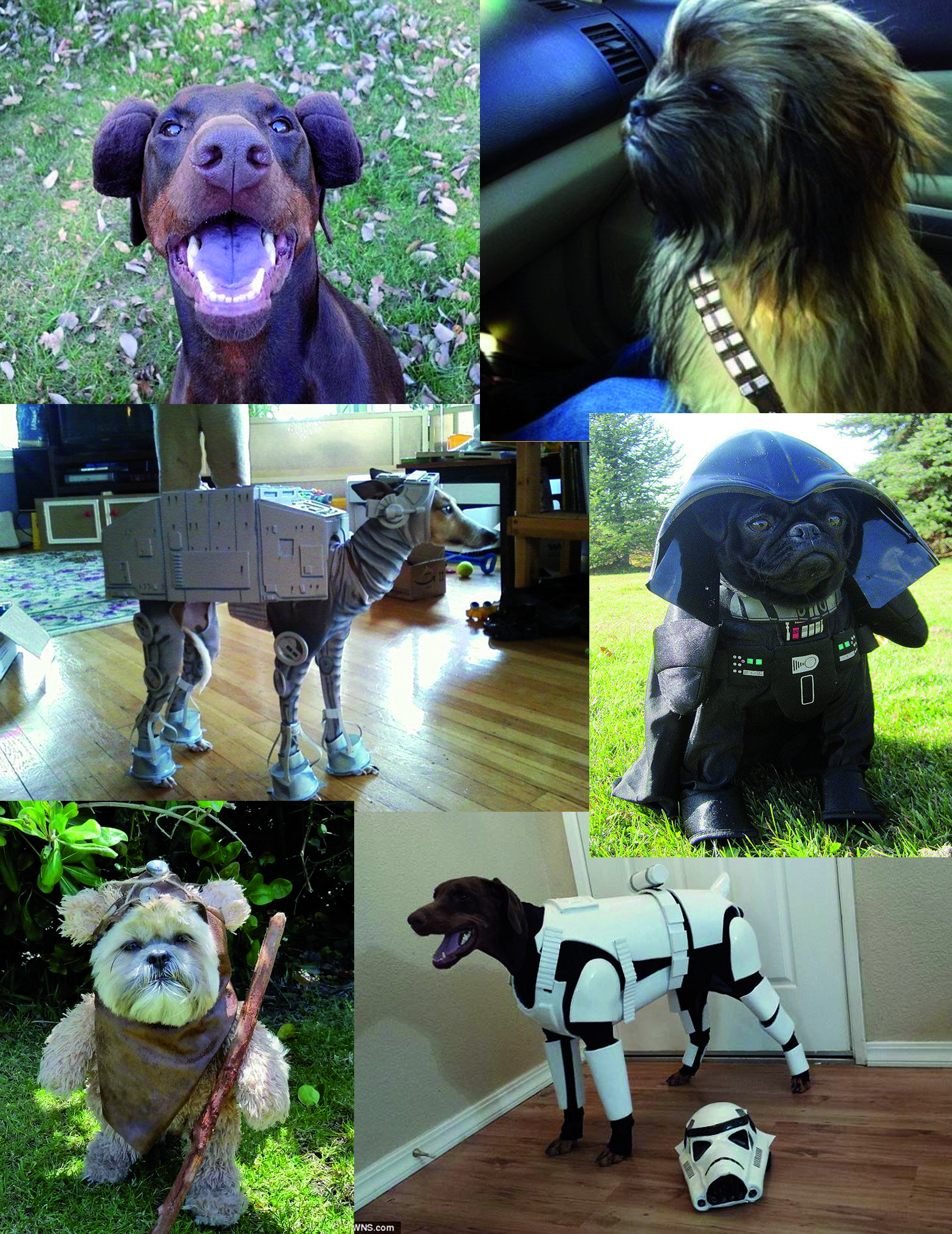 Costumes for dogs SG - Dog, Star Wars, Costume, Princess Leia, Darth vader, Chewbacca, Stormtrooper