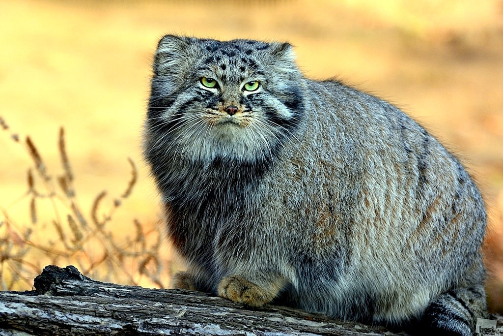 Steppe cat Manul - cat, Wild animals, Predator, The photo, Longpost, Pallas' cat