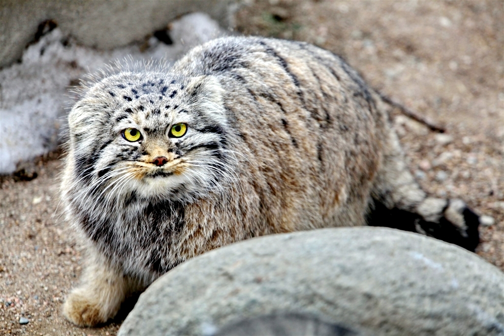 Steppe cat Manul - cat, Wild animals, Predator, The photo, Longpost, Pallas' cat