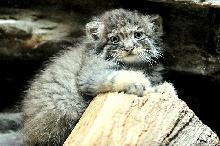 Steppe cat Manul - cat, Wild animals, Predator, The photo, Longpost, Pallas' cat