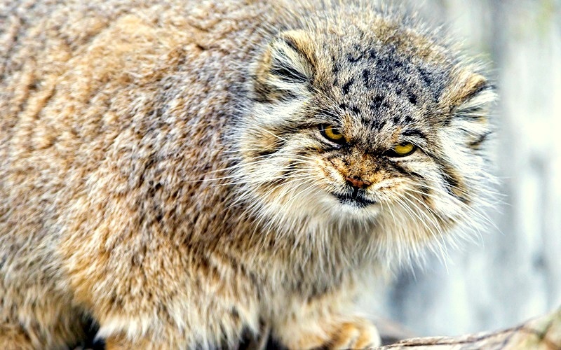 Steppe cat Manul - cat, Wild animals, Predator, The photo, Longpost, Pallas' cat